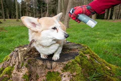 Queen launches luxury perfume for dogs with scent of ‘coastal walks’