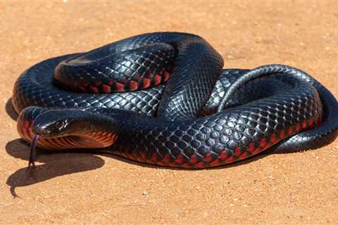 I’m A Celeb camp invaded by highly venomous red-bellied black snake