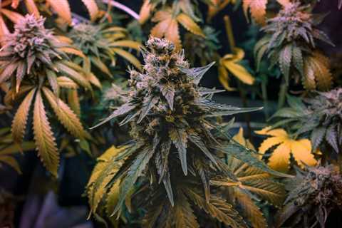 Skunk, Haze, Kush… What Are the Strain Families?