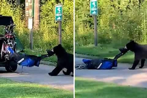 Bear Steals Golfer's Bag In Wild Scene On Canadian Course