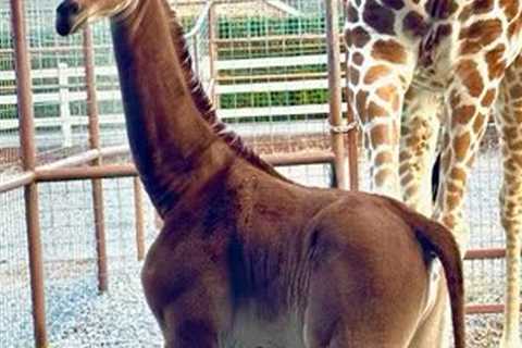 Extremely Rare Baby Giraffe Born Without Spots in Tennessee — Zoo Wants Help Naming Her!