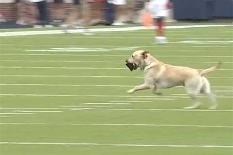 Lane Kiffin’s dog, Juice, has a fetching time during Ole Miss win