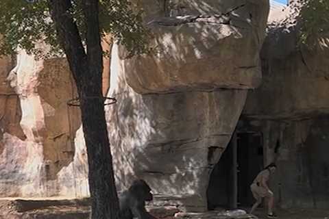 Gorilla Charges at Zookeeper and Gets in Terrifying Standoff