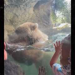 Brown Bear Eats Ducklings in Front of Horrified Kids at Seattle Zoo