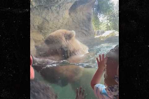 Brown Bear Eats Ducklings in Front of Horrified Kids at Seattle Zoo