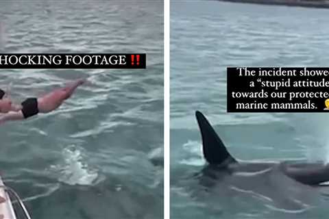 Killer Whale Body Slammed On Cam, Man Hit With Fine