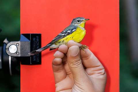 “Bird in Hand” by Photographer Finn O’Hara