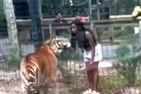 Woman Charged With Climbing Over Zoo Fence To Pet Tiger In Viral Video