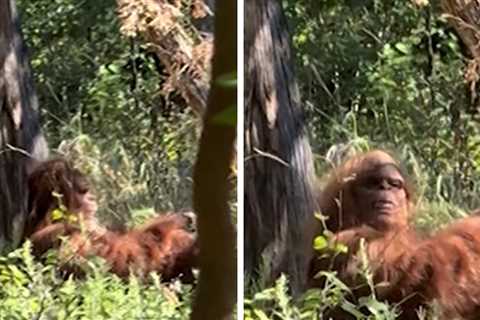Bigfoot Spotted Chilling in Oklahoma in Viral Video