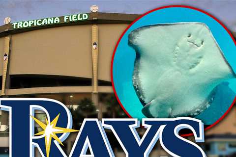 Tampa Bay Rays' Stingrays Moved Back To Florida Aquarium After Hurricane Milton