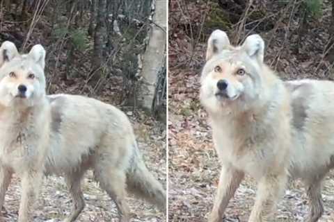 Mysterious 'Wyote Dog' Has Experts Stunned As They Try to Identify Beast