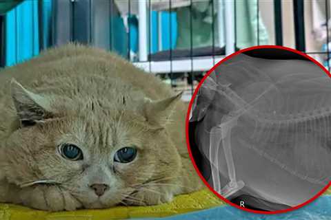 Crumbs, World's Fattest Cat, Cause of Death Revealed