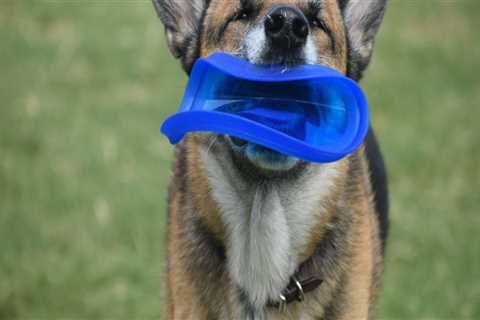 The Pet-Friendly Guide to Music Festivals in Northeast Tennessee