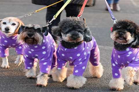 Crufts 2025: Youngest Dog-Handler Wins Big