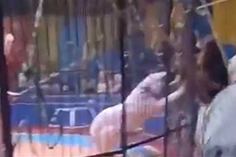 Caged Tiger Mauls Circus Worker in Egypt, on Terrifying Video