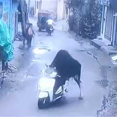 Scooter-Stealing Bull Goes for Joyride in India, on Video