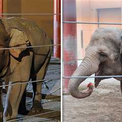 L.A. Zoo Elephants Billy, Tina Transferred to Tulsa Zoo Under Cover of Night
