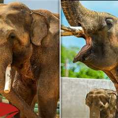 Tulsa Zoo Reveals First Pics of L.A. Zoo Elephants Billy & Tina