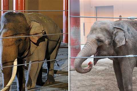 L.A. Zoo Elephants Billy, Tina Transferred to Tulsa Zoo Under Cover of Night