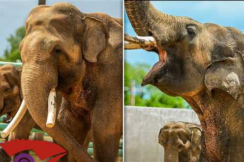 Tulsa Zoo Reveals First Pics of L.A. Zoo Elephants Billy & Tina