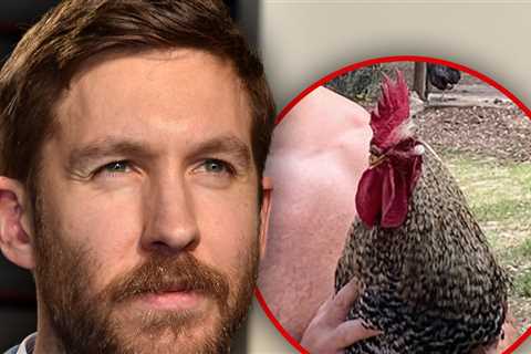 Calvin Harris Says His Rooster Was Killed by 'Idiot' Neighbor's Dog
