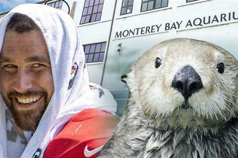 Travis Kelce Gets Famed Aquarium Invite After Sea Otter Love Confession