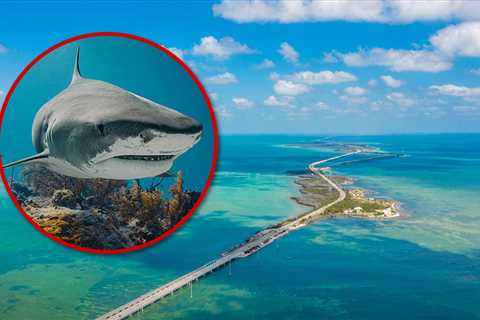 Shark Attacks 8-Year-Old Boy Off Key West, Florida, Seriously Injuring Leg