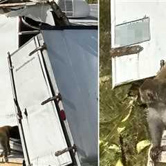 Herpes-Infected Monkey On The Run After Truck Crash In Mississippi