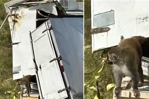 Herpes-Infected Monkey On The Run After Truck Crash In Mississippi