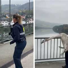 Police Officer Saves Grumpy Swan From Traffic in Hilarious Video