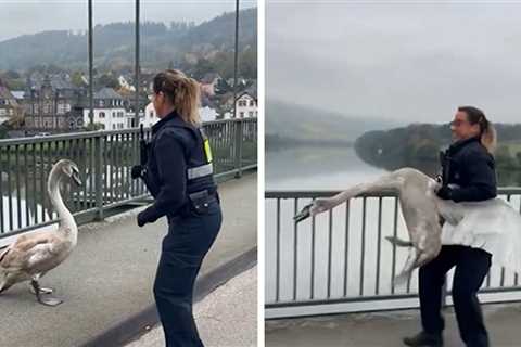 Police Officer Saves Grumpy Swan From Traffic in Hilarious Video