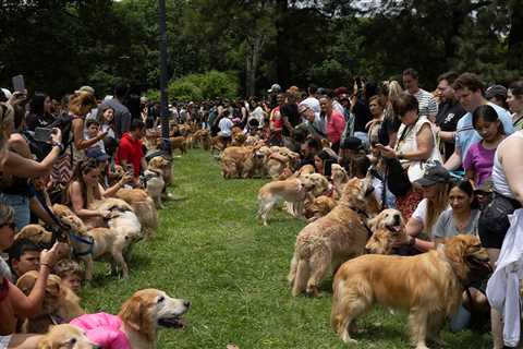 Golden Retrievers Fetch World Record for Most Gathered in a Park at Same Time