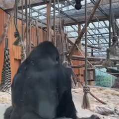 Gorillas Filmed Mating at Zoo in Front of Shocked Visitors
