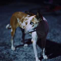 “Skywalkers” by Photographer Olivier Lavenac
