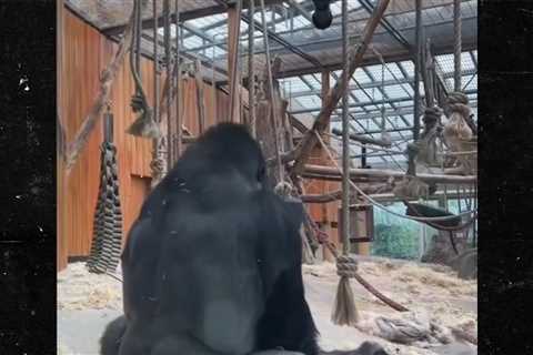 Gorillas Filmed Mating at Zoo in Front of Shocked Visitors
