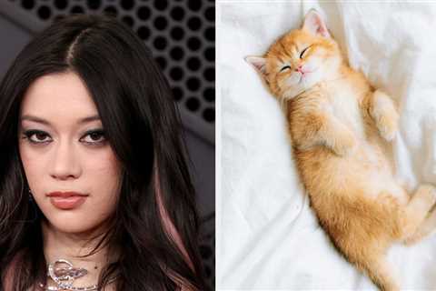 Your Cat Preferences Will Tell You Which KATSEYE Member You Are