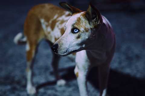 “Skywalkers” by Photographer Olivier Lavenac