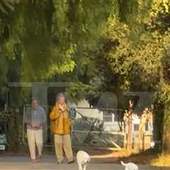 'Baywatch' Star David Charvet Says Video Shows Dogs Off Leash After Fatal Hit