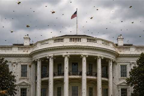 White House Overrun by Huge Swarm of Bees, Video Shows