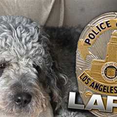 LAPD Dog Shooting: Neighbor Who Called 911 About Knicks Celebration Apologizes