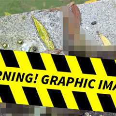 Two More Ducks Dead Amid Reflecting Pool Controversy