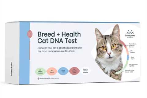 The Rise of Pet Personalization: Cat DNA and the New Luxury Pet Culture