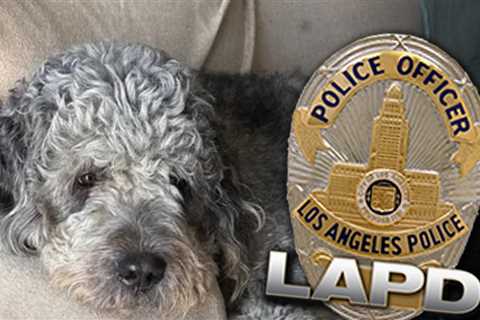 LAPD Dog Shooting: Neighbor Who Called 911 About Knicks Celebration Apologizes