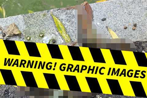 Two More Ducks Dead Amid Reflecting Pool Controversy