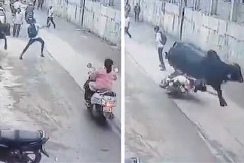 Runaway Bull Violently Knocks Woman Off Scooter In India, On Video