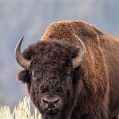Bison Flips Man Several Feet in the Air, on Video