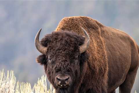 Bison Flips Man Several Feet in the Air, on Video