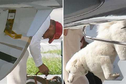 Taylor Swift and Travis Kelce's Mystery Dog Revealed