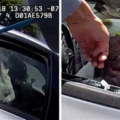 California Cop Bust Car's Window to Save 5 Dogs From Heat Stroke