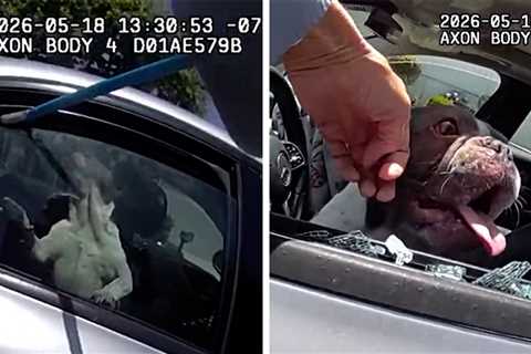 California Cop Bust Car's Window to Save 5 Dogs From Heat Stroke